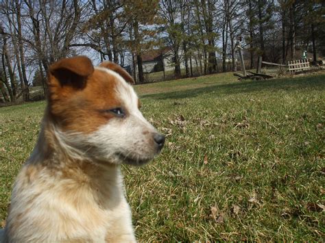 Red Heeler Puppy From Cattle Dogs Rule Austrailian