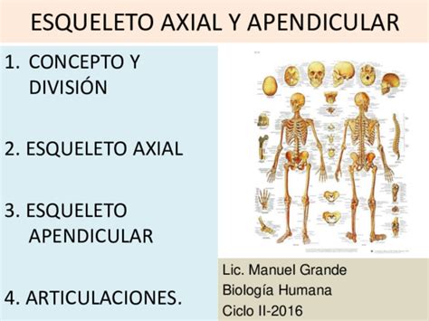 Ppt Esqueleto Axial Y Apend Shoraya Garcia
