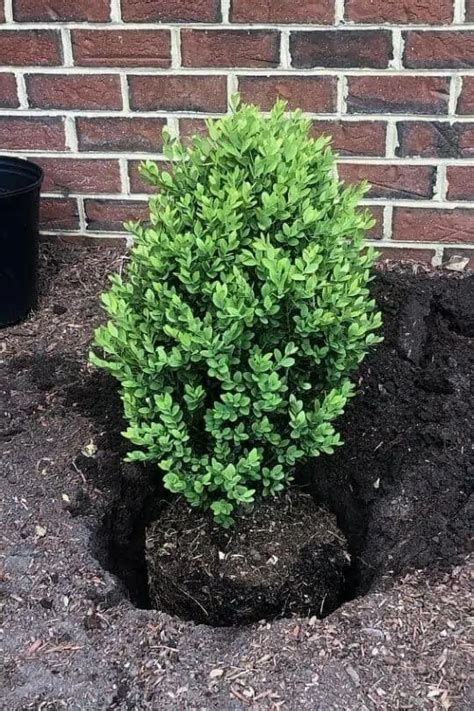 12 Best Low Maintenance Evergreen Shrubs For Front Of House