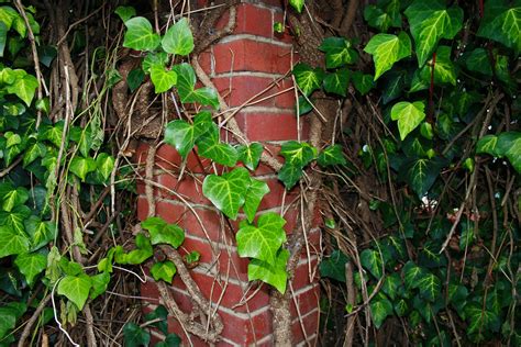 Ivy Growing Around Pillar Free Stock Photo Public Domain Pictures
