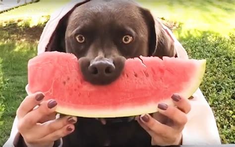 Latest Internet Trend Dogs Eats Watermelon Sputnik