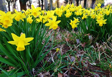 Piccoli fiori gialli fotografia stock. Free Images : nature, flower, spring, yellow, daffodil, flowers, daffodils, narcissus, flowering ...
