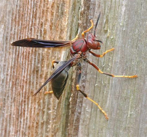 Metric Paper Wasp Hymenoptera Of Our Yard · Biodiversity4all