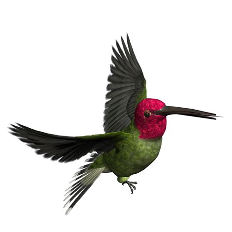 Bird Png Transparent Image Download Size 1600x1600px
