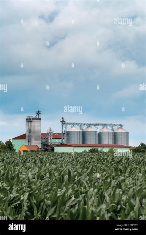 Grain Storage Silos In Cultivated Corn Maize Field Selective Focus On