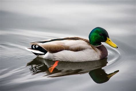 A Duck Swimming In A Lake Stock Photo Image Of Peaceful 116557726