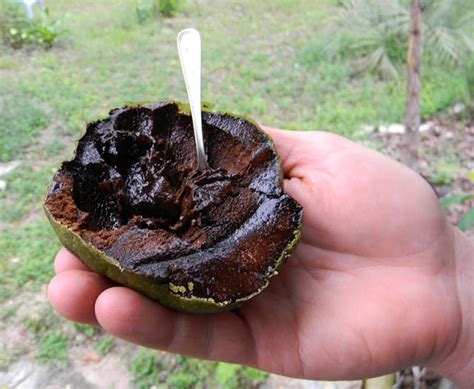 It takes/took/will take me/tom/them a week/a long time/three hours + to do. Can You Grow Black Sapote From Seed... and will it make ...