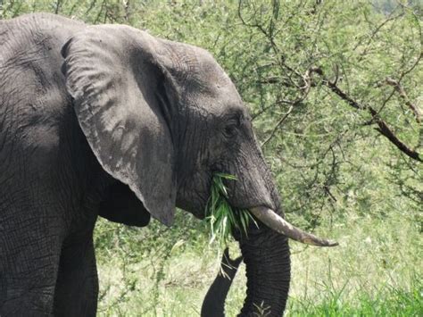 Curiosidades De Los Elefantes Africanos Udare