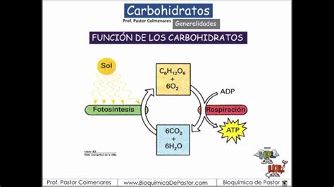 Carbohidratos Generalidades Y Función Carbohidratos Parte I Youtube