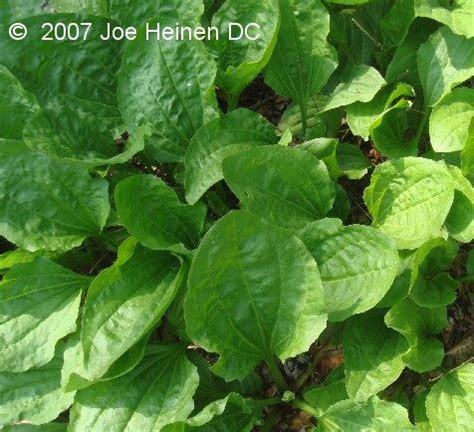 Are zucchini leaves edible for tortoises. Seeds for babies | Seeds, Orchard grass, Plant leaves