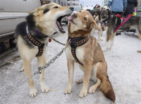 12 Photos Of Iditarod Sled Dogs That Will Defrost Your Heart For The Win