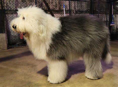 Old English Sheepdog Dog Breed History And Some Interesting Facts