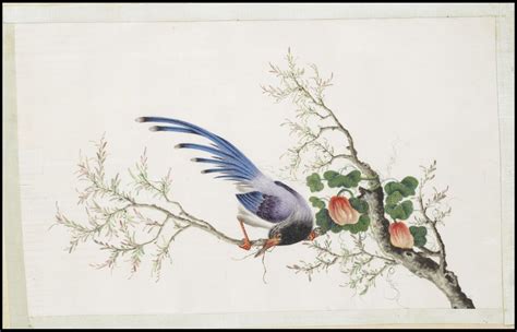 Chinese Bird Album Birds Painting Painting Bird