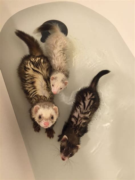 Ferret Bath Time Pet Ferret Funny Ferrets Cute Rats
