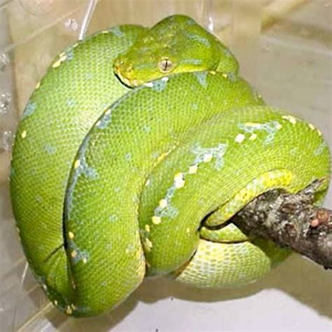 Green Tree Python Cb Small