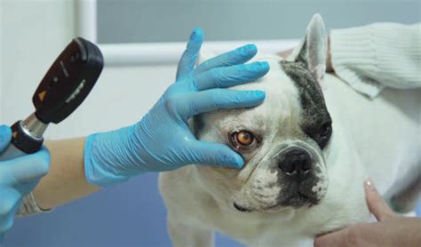 Dermoid Masses In Dogs Petcoach