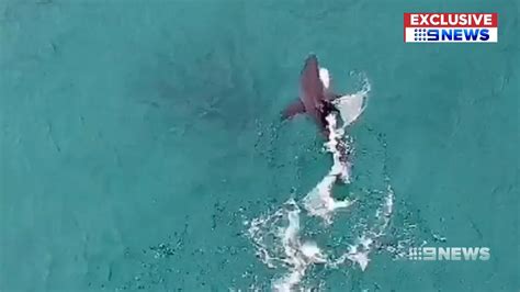 Bondi Beach Shark Sighting Swimmers Evacuated Thanks To Drone Footage