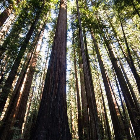 Humboldt Redwoods State Park North Coast Kingdom California