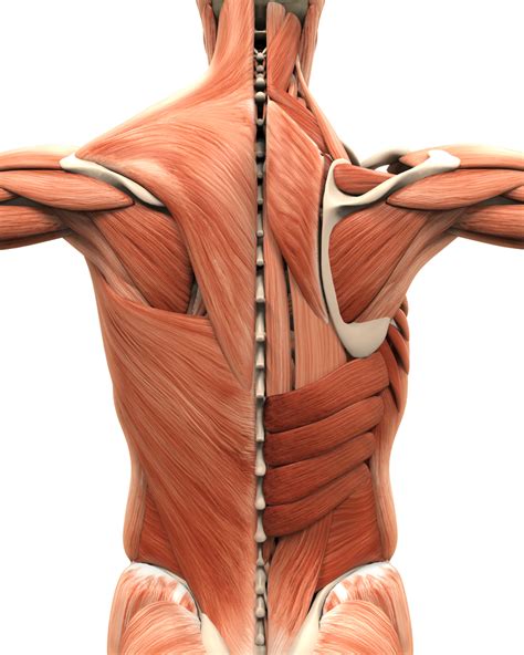 Listen for a review of short muscles that lead to this compensation and lengthened muscles my name is rick richey, and today we're going to be going back into some of the topics that you guys have been giving to us. Muscle and ligament pain in the lower back