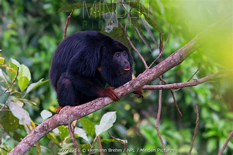 Minden Pictures Red Handed Howler Monkey Alouatta