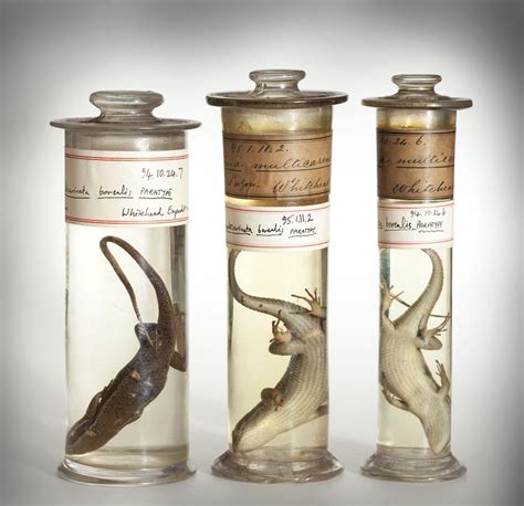 Three Specimens From The Natural History Museums Wet Specimen