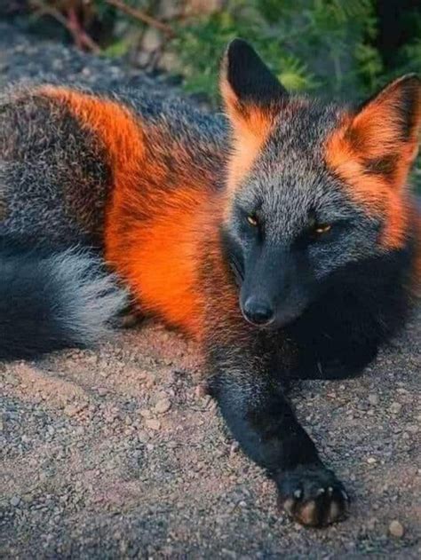 The most common animal tile material is porcelain & ceramic. A melanistic fox, one of the rarest animals on the planet ...