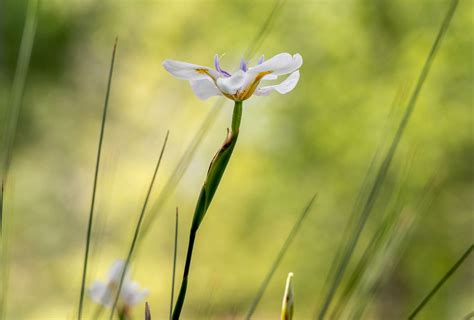 How To Grow And Care For African Iris Dietes Iridioides