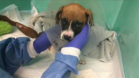 Puppies Diagnosed With Parvo At Manchester Rescue Facility Nbc