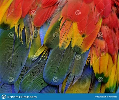Beautiful Texture Of Bird Feathers Scarlet Macaw Parrot Bird Gr Stock