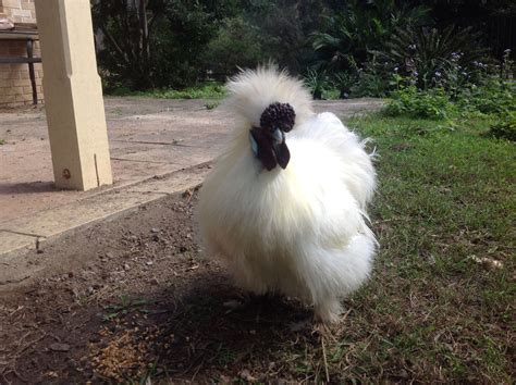 Gorgeous White Silkie Rooster Silkie Rooster Silkies Silkie Chickens