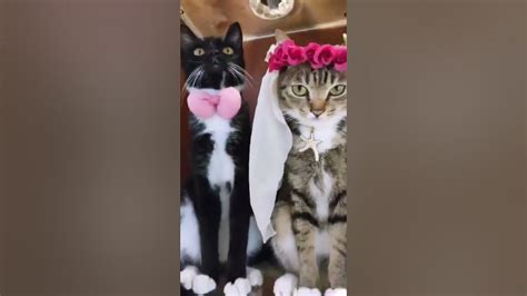 Cat Marriage زواج القطط Youtube