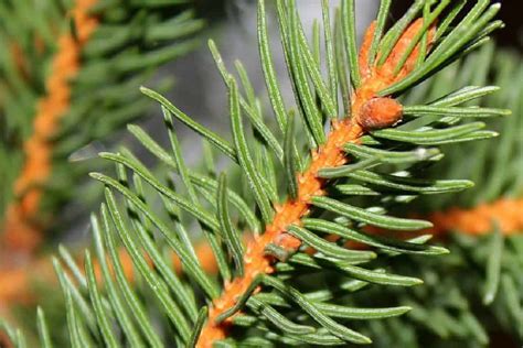 Everything You Need To Know About Spruce Tree Aura Trees
