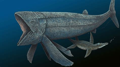 This Ancient Fish Was Bigger Than A Whale Shark—and Faster Than