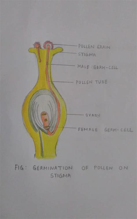 Germination Of Pollen On Stigma Pollen Projects Science