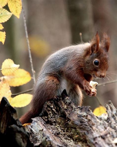 My Your A Pretty Girl With Images Animals Red Squirrel Squirrel