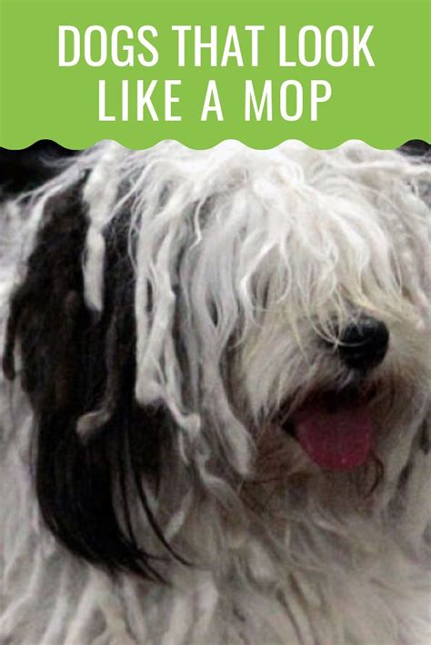 Dogs That Look Like A Mop