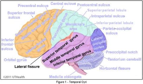 Neuroanatomy Online Lab 1 Overview Of The Nervous System Cerebral