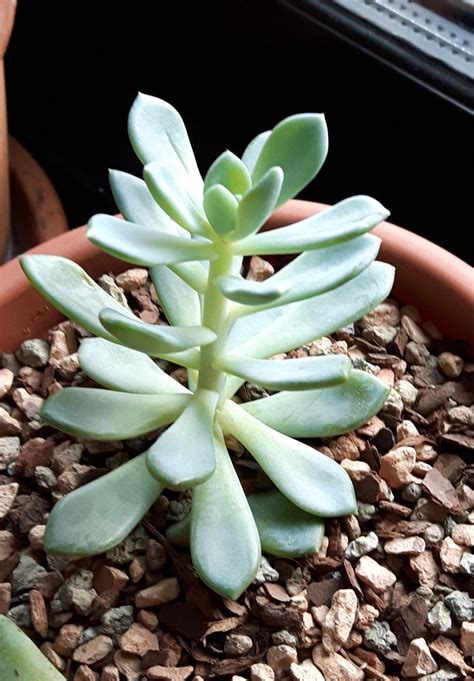 Types Of Succulents Types Of Tall Succulents With Pictures Gardening Idea