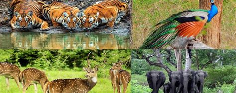 Explore The Unique Wildlife At Bandipur