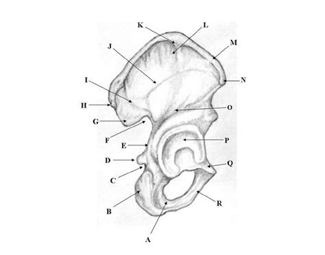 Bony Landmarks: Pelvis Quiz