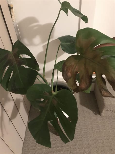 The cactus plant of any species is also considered unlucky in chinese culture if you must display cacti in the office, it should only take up the left side according to the space orientation. Have I given my monstera sun burn? I put all my indoor ...