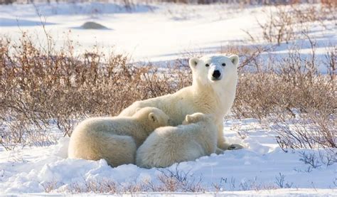 how do polar bears reproduce [full reproductive cycle]