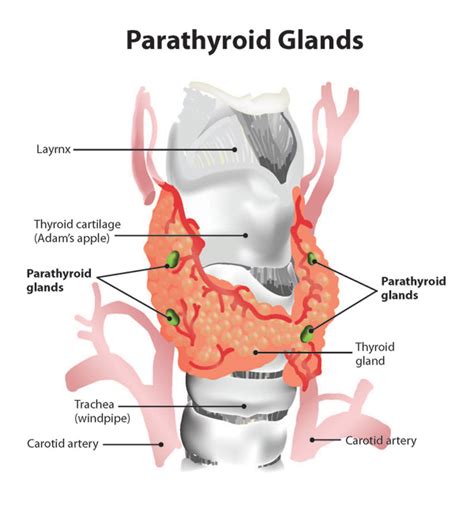 Parathyroid Gland Structure Location And Hormones Online Biology Notes