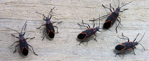 Boxelder Bug Control In Michigan Presidio Pest Management