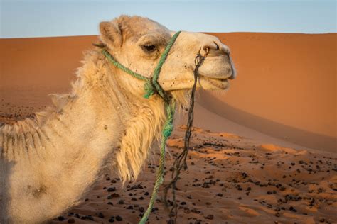 She had a cousin who knew some tuareg nomads, and he introduced me. The Sahara Desert | The Road Chose Me