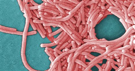 Lyme disease is caused by the bacterium borrelia burgdorferi and is transmitted to humans through the bite of infected blacklegged ticks. What is Legionnaires' disease?