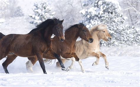 Horses In The Snow Wallpaper Wallpapersafari