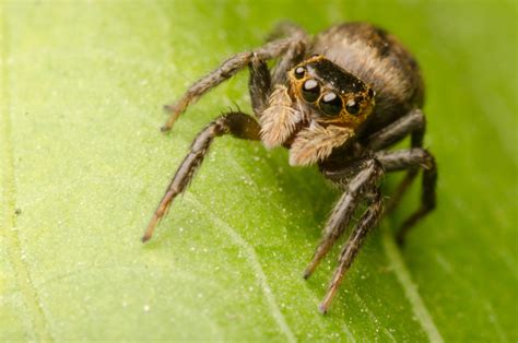 Why Do Spiders Have 8 Eyes A Simple Explanation