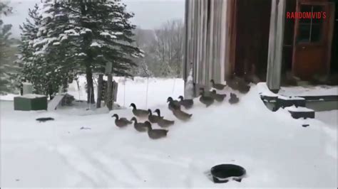 Please Enjoy These Ducks Changing Their Minds Youtube