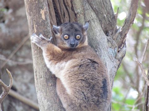 Sergej Marsnjak Madagascar Zombitse Vohibasia National Park